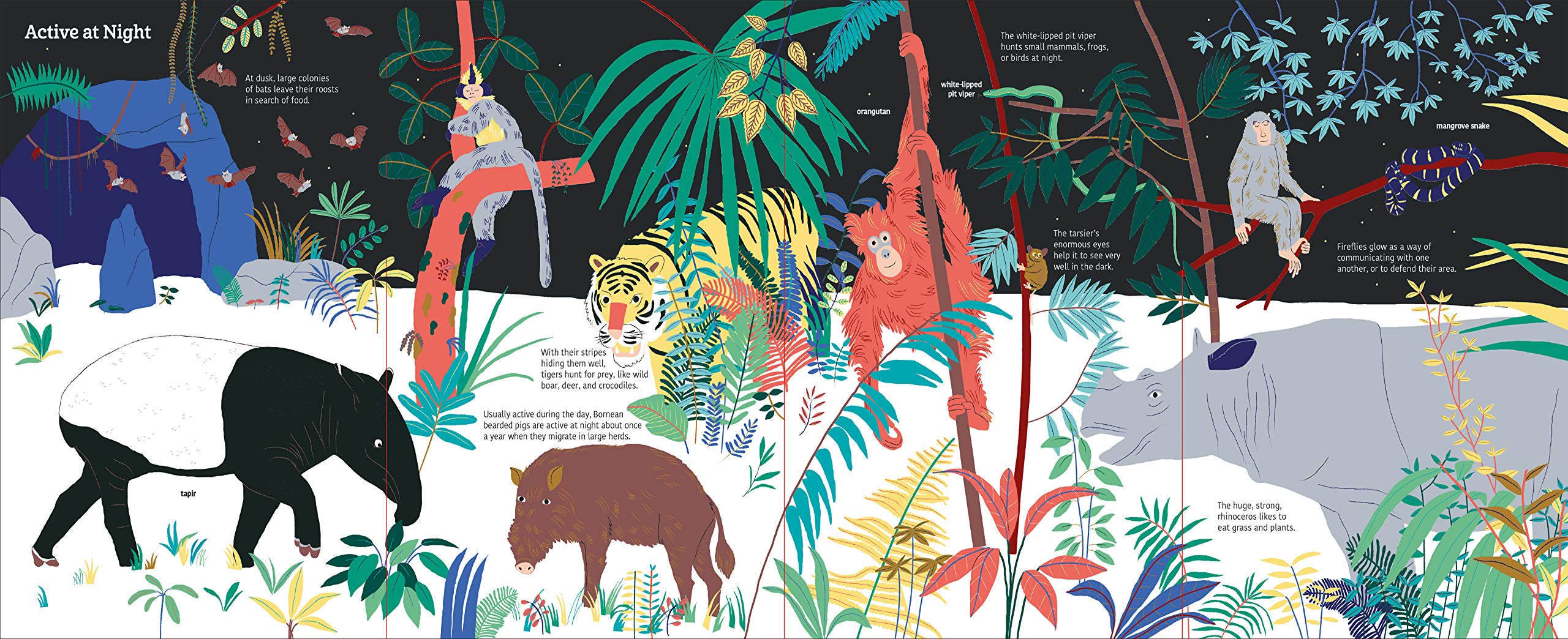 Ultimate Spotlight: Rain Forest Animals | Sandra Laboucarie - 1 | YEO