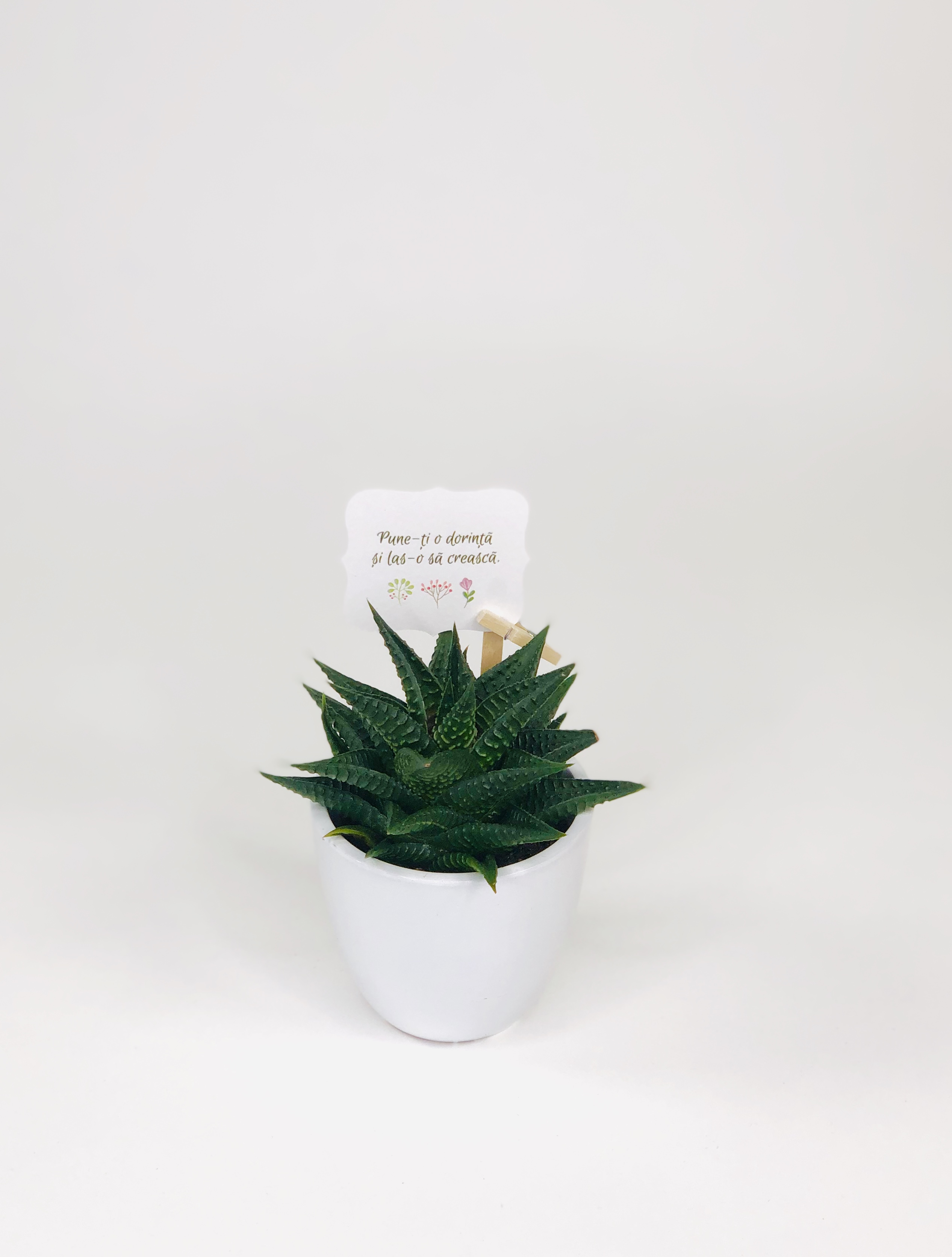 Cactus Suculenta Haworthia in vas ceramica | Plante Cadou