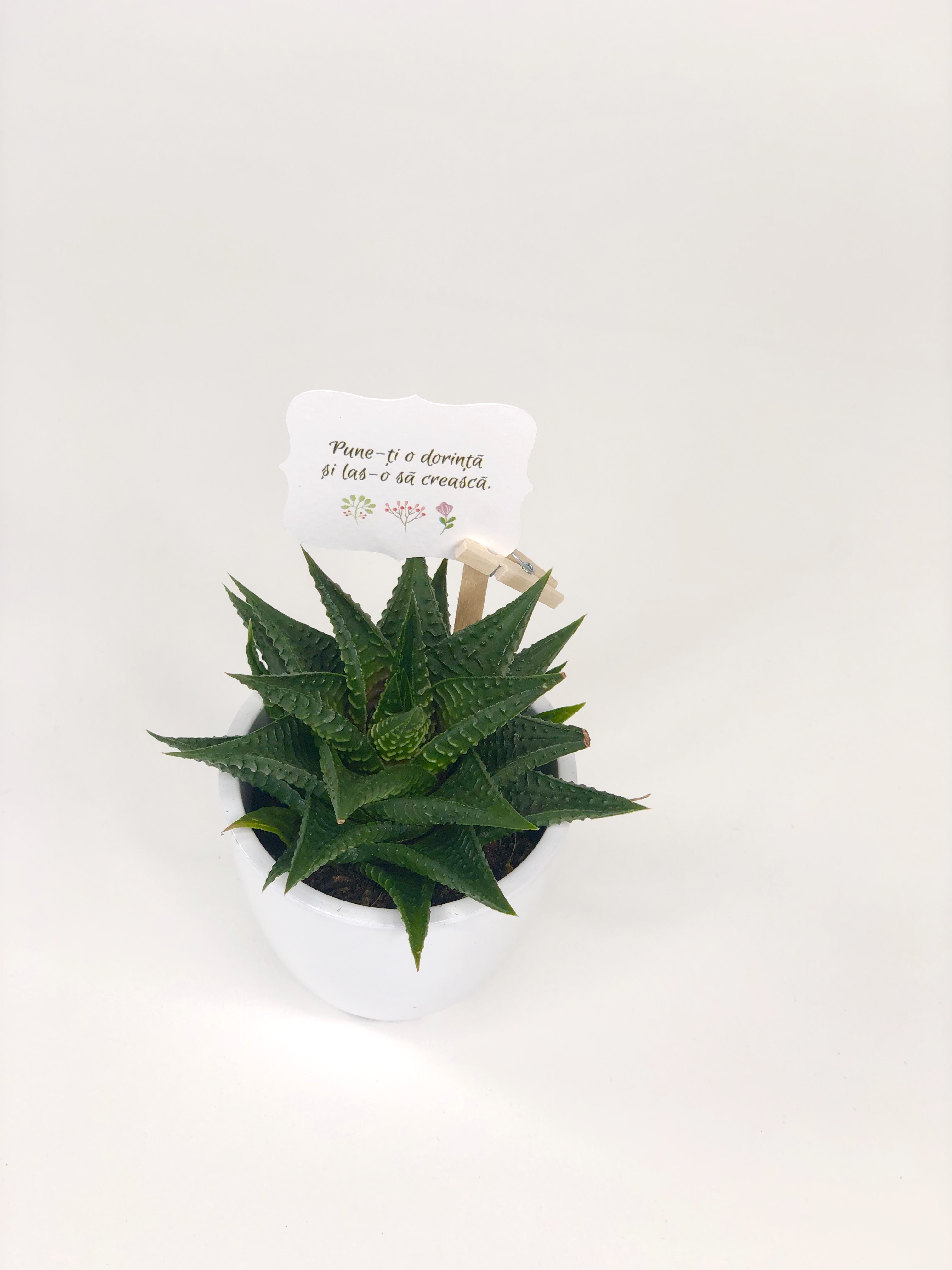 Cactus Suculenta Haworthia in vas ceramica | Plante Cadou - 2 | YEO