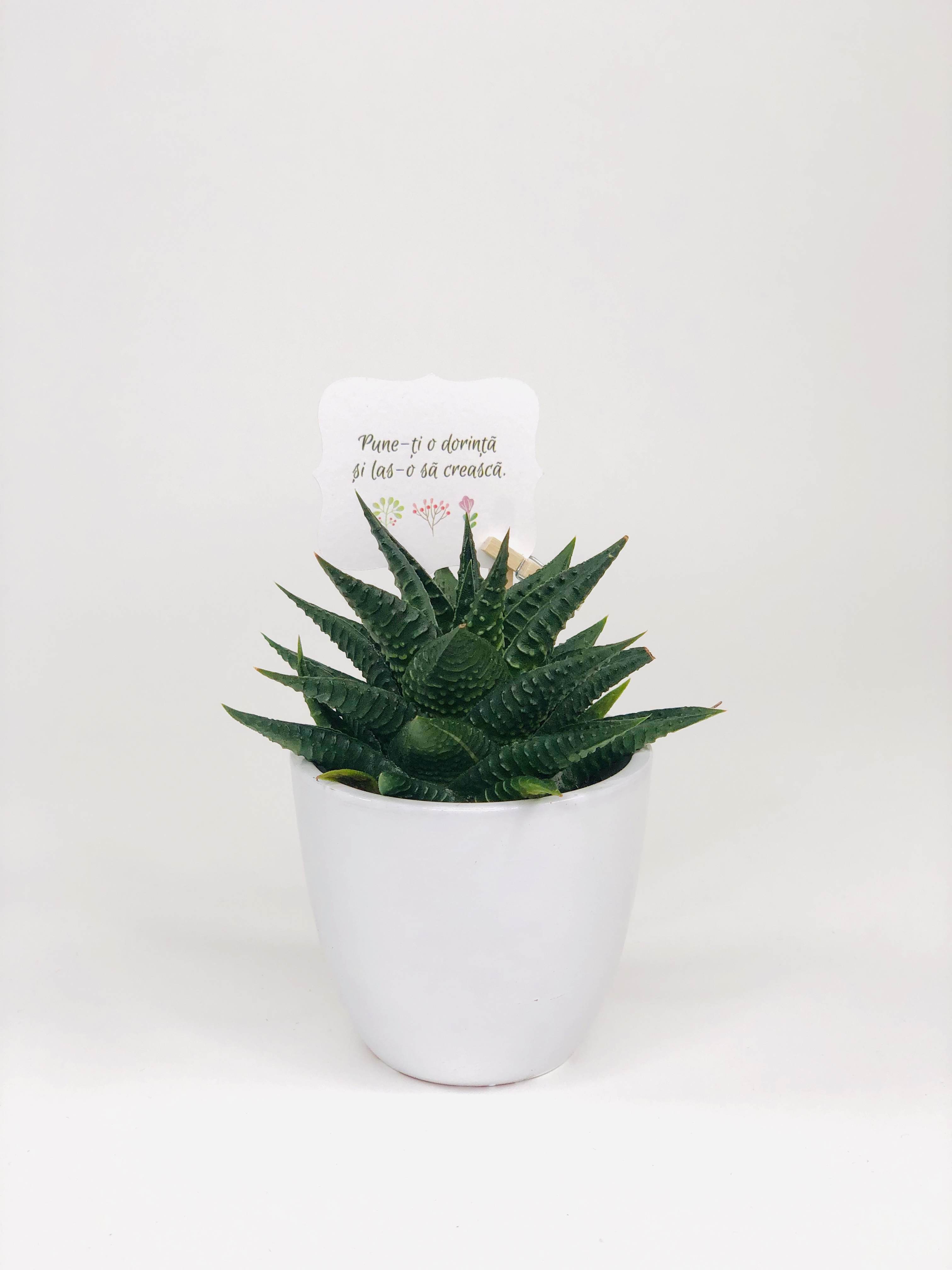 Cactus Suculenta Haworthia in vas ceramica | Plante Cadou - 1 | YEO