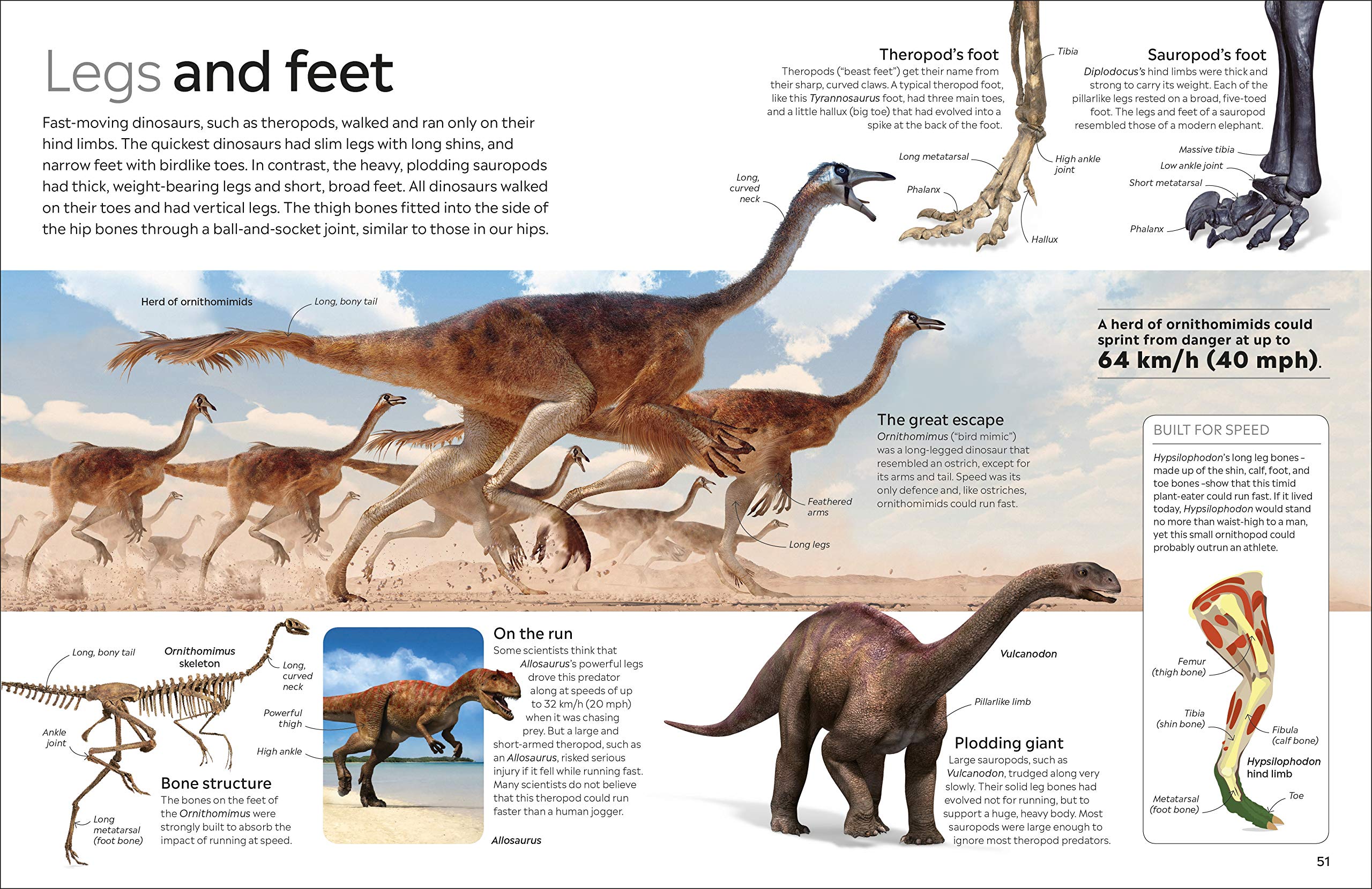 Dinosaur | - 1 | YEO