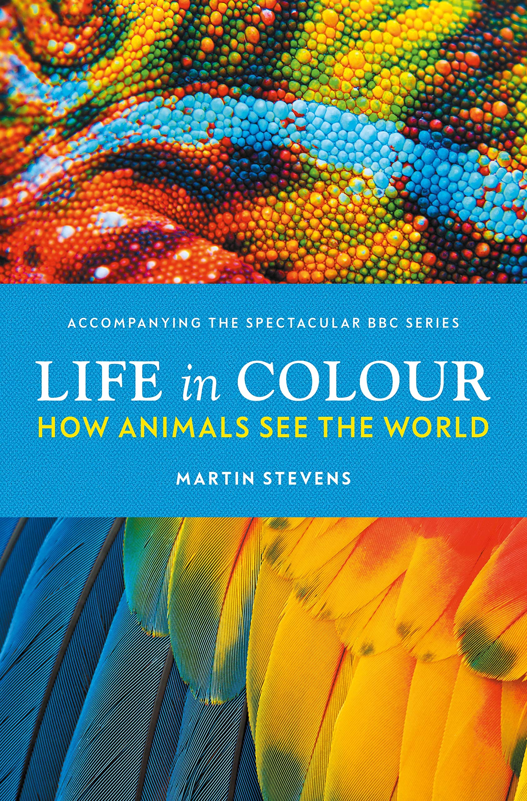 Life in Colour | Martin Stevens