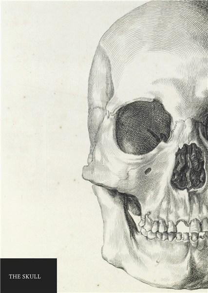 Carnet - Natural History Museum - Skull | Quadrille Publishing