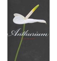 Anthurium | Pim Van Den Akker